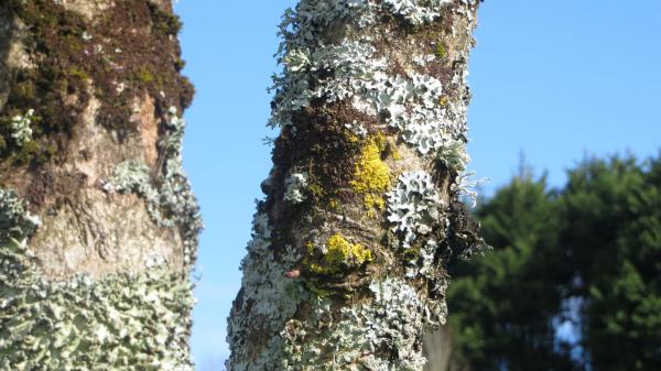 A close up shot of a tree