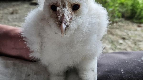 A barn owl chick.