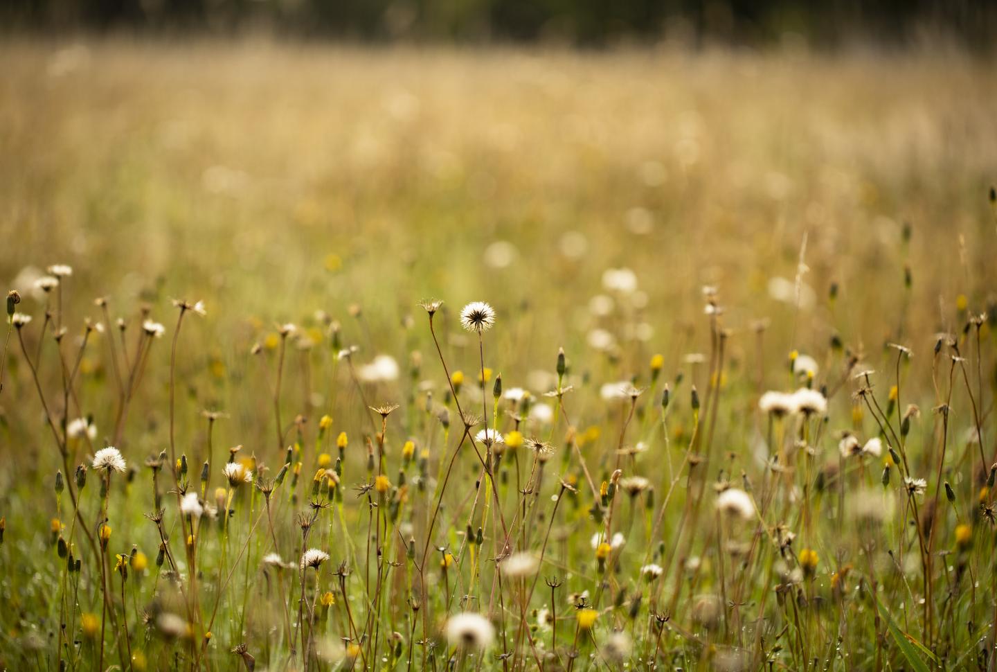 Midleton Meadow County Cork