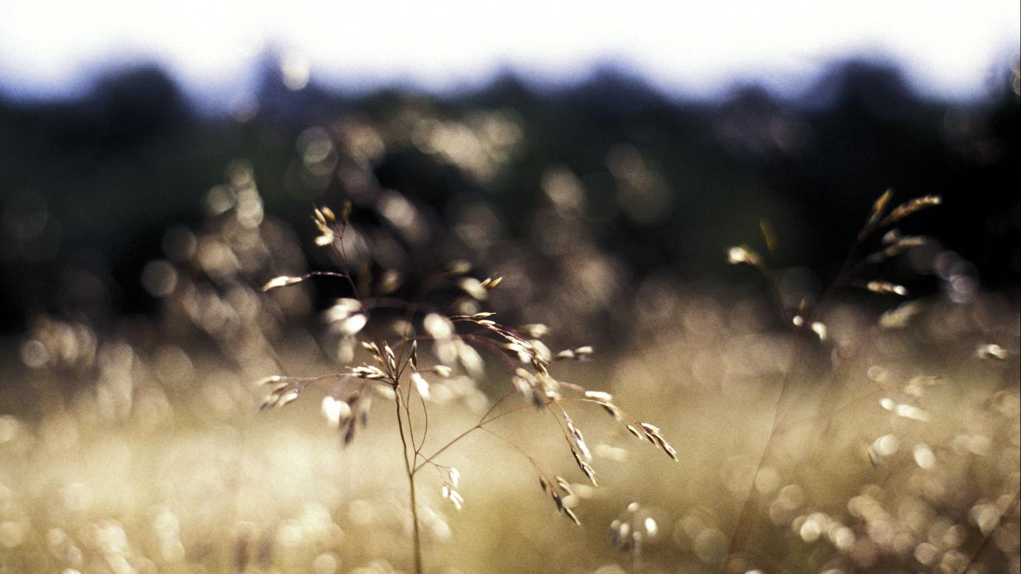 Grass in Field