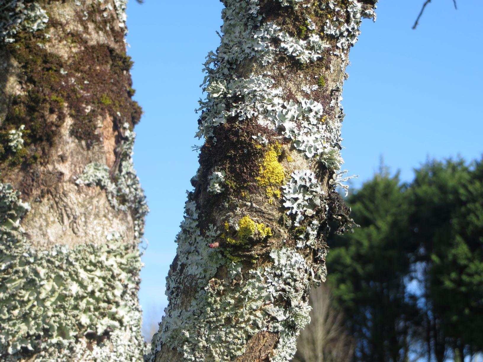 A close up shot of a tree