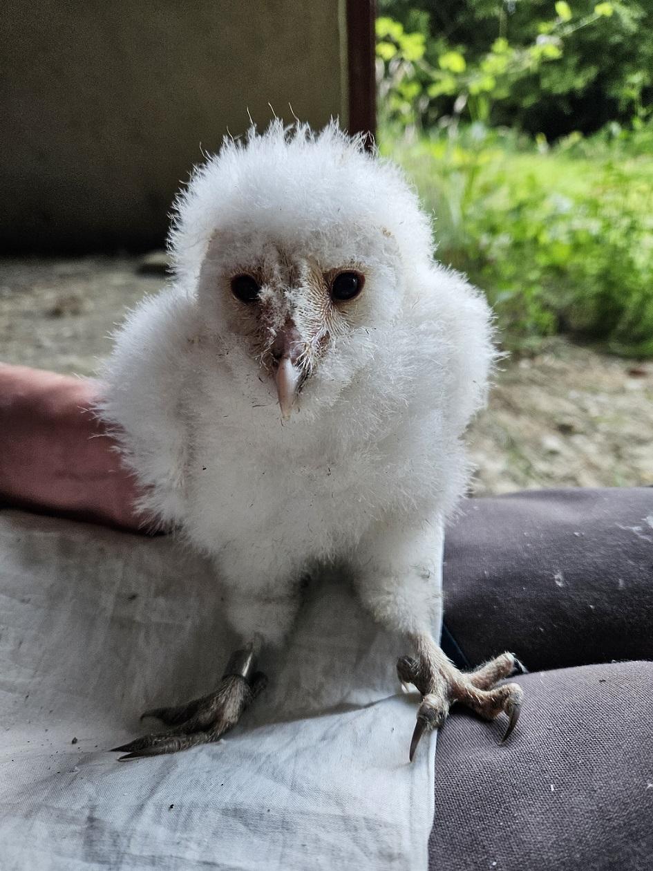 A barn owl chick.